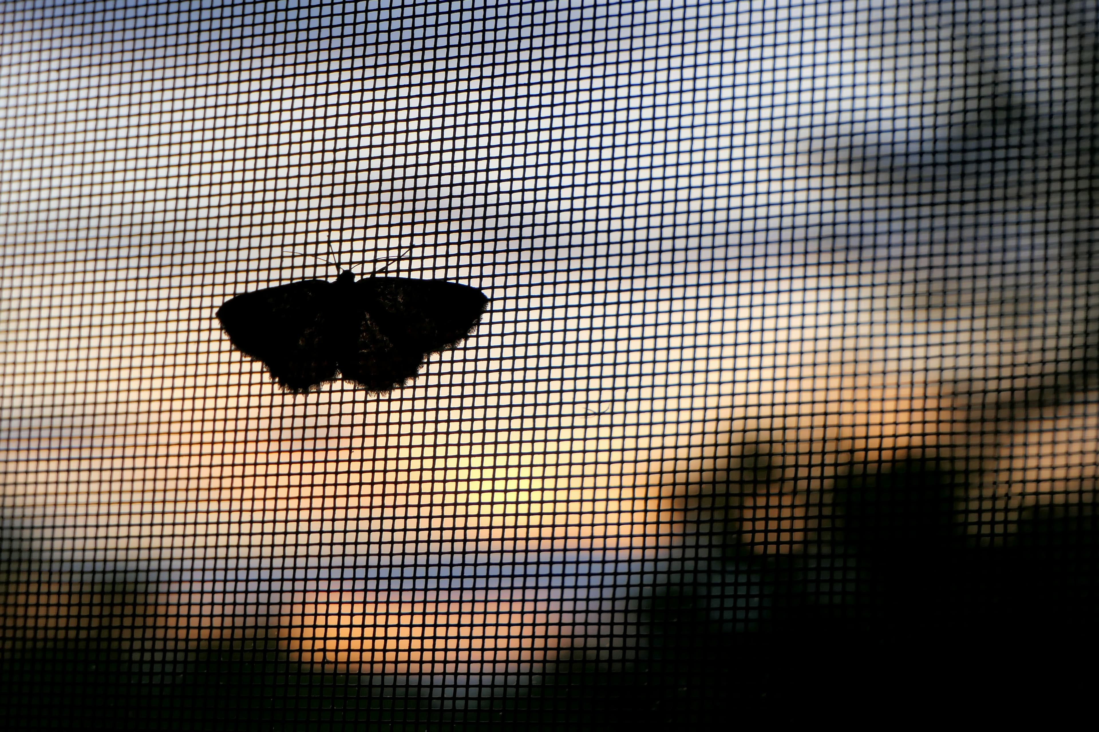 Insect Screens